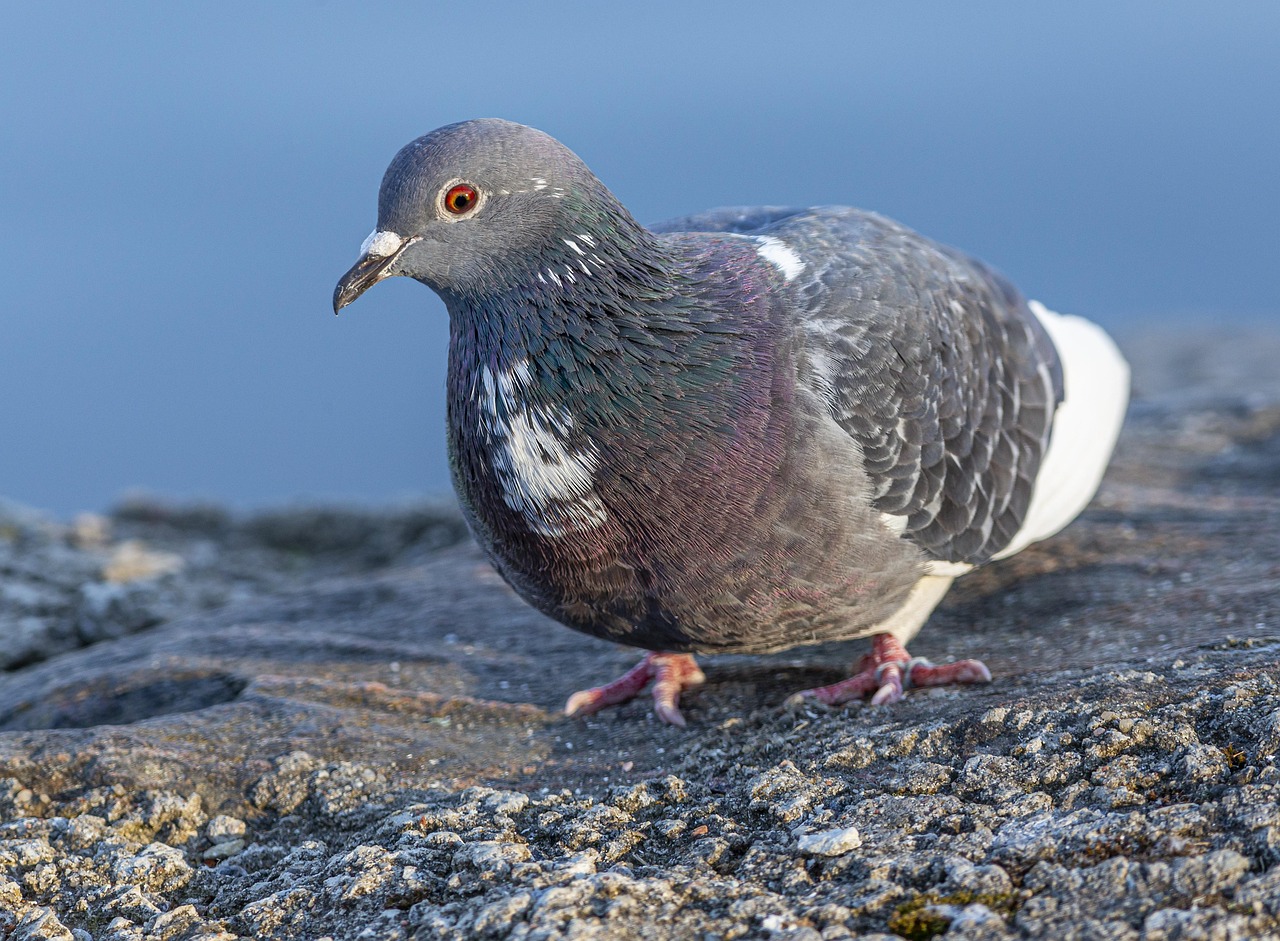 Kashki Pigeons: Aesthetic Analysis and Selection Criteria