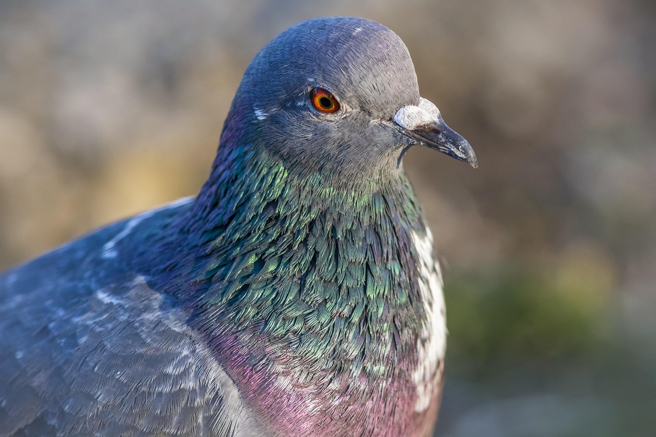 Building Elite Racing Birds with the Widowhood System