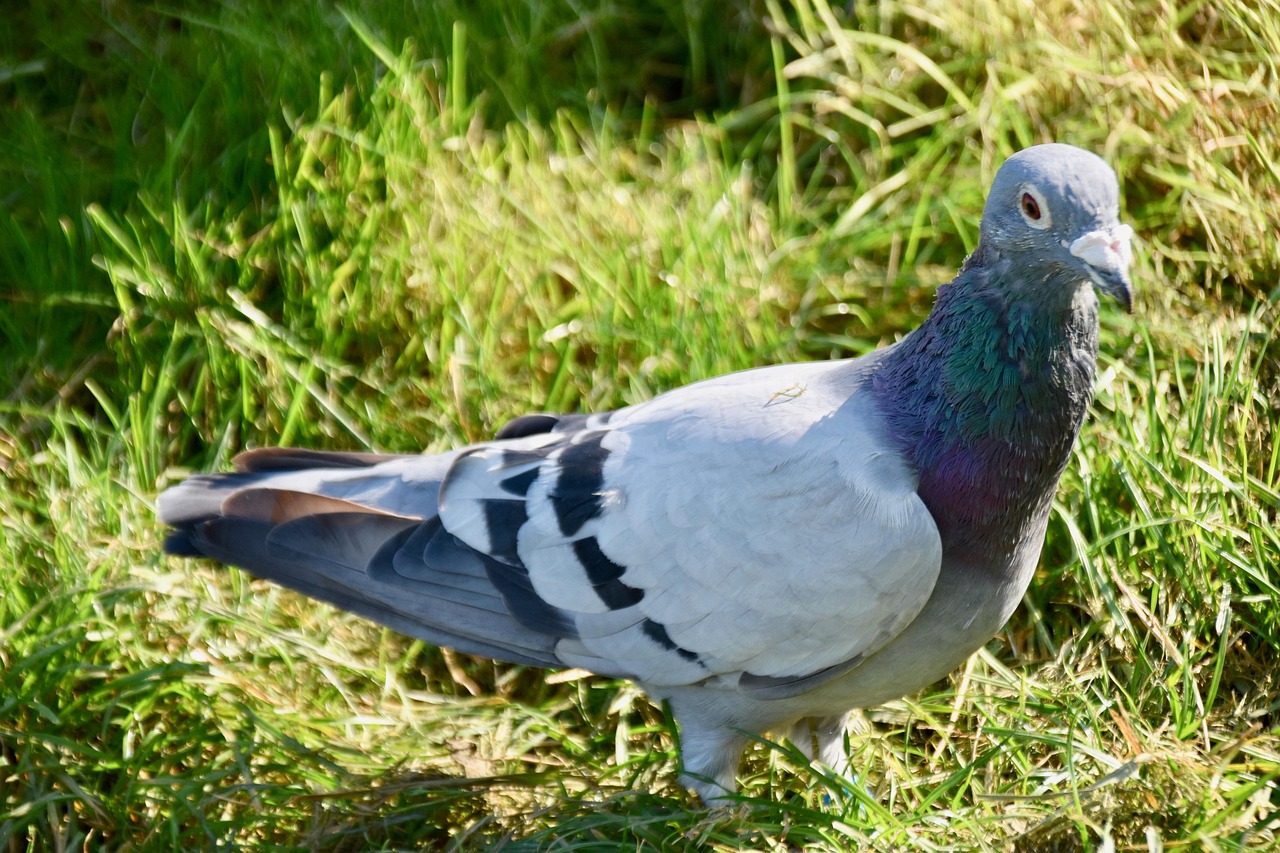 The Ultimate Weekly Preventive Health Program for Pigeons