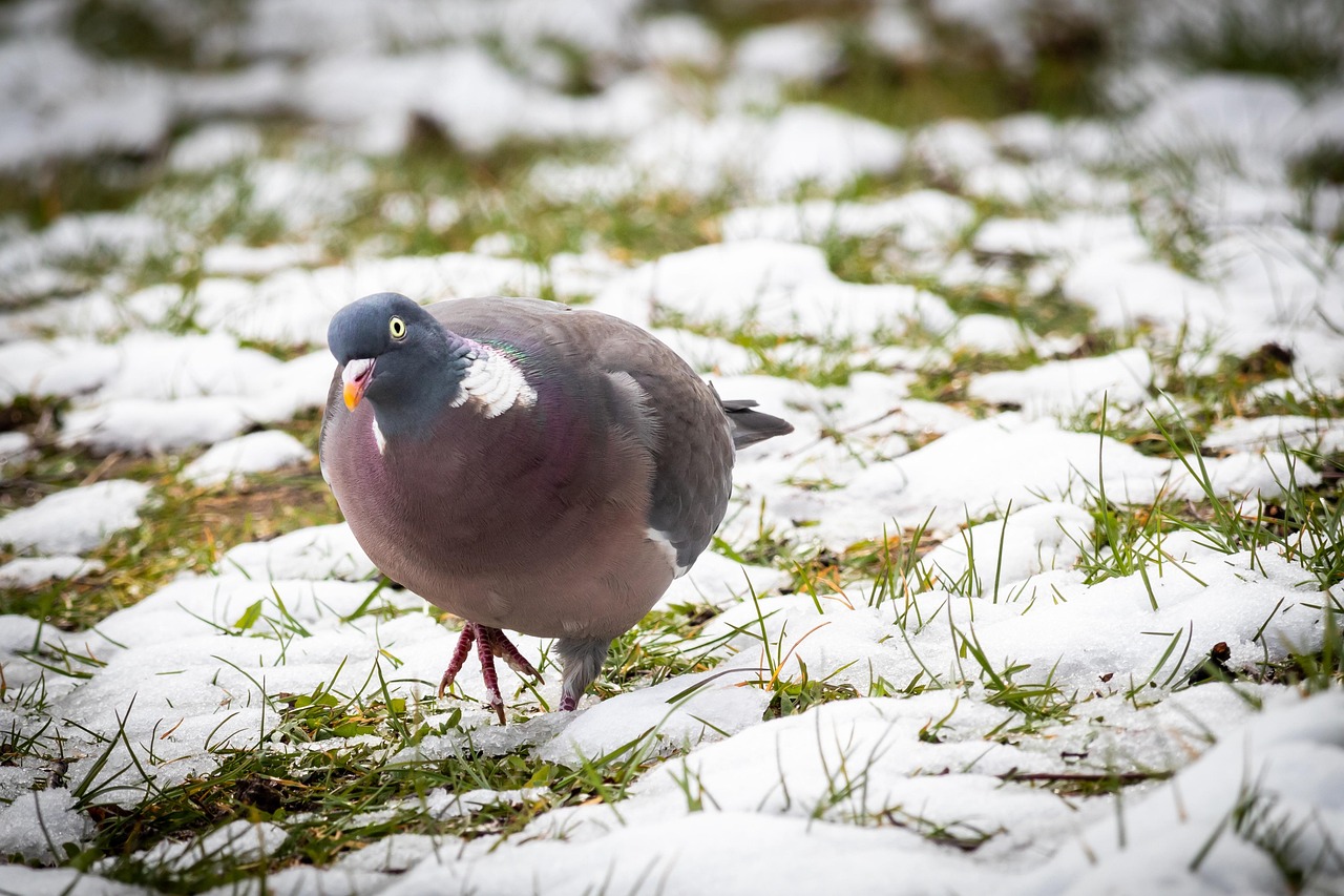 Showcasing Rare Pigeon Breeds: Essential Display Equipment Guide