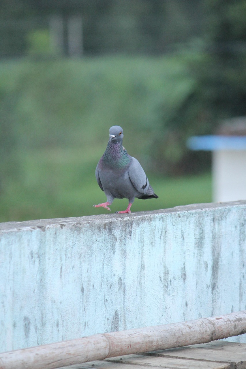 Mastering Fancy Pigeon Breeding with NPA Standards