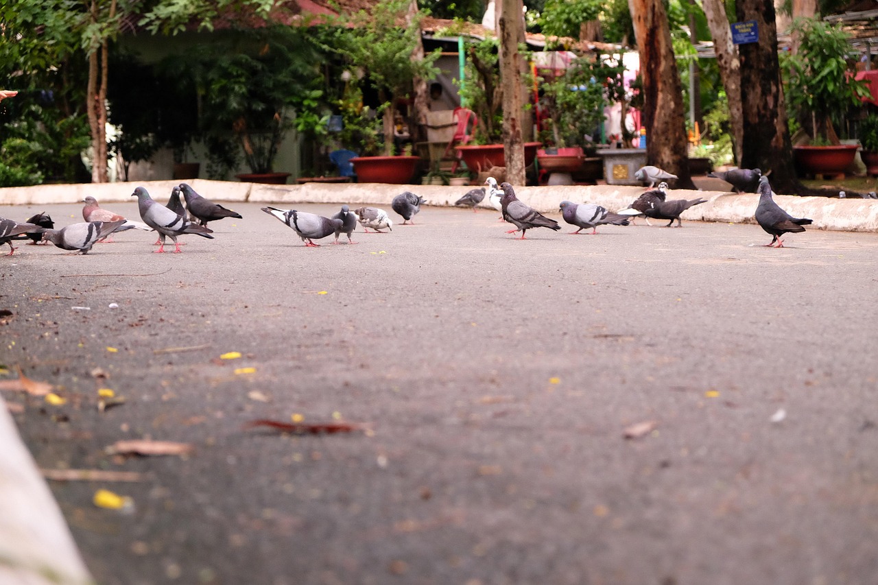 How L-Carnitine Boosts Pigeon Endurance: A Scientific Analysis