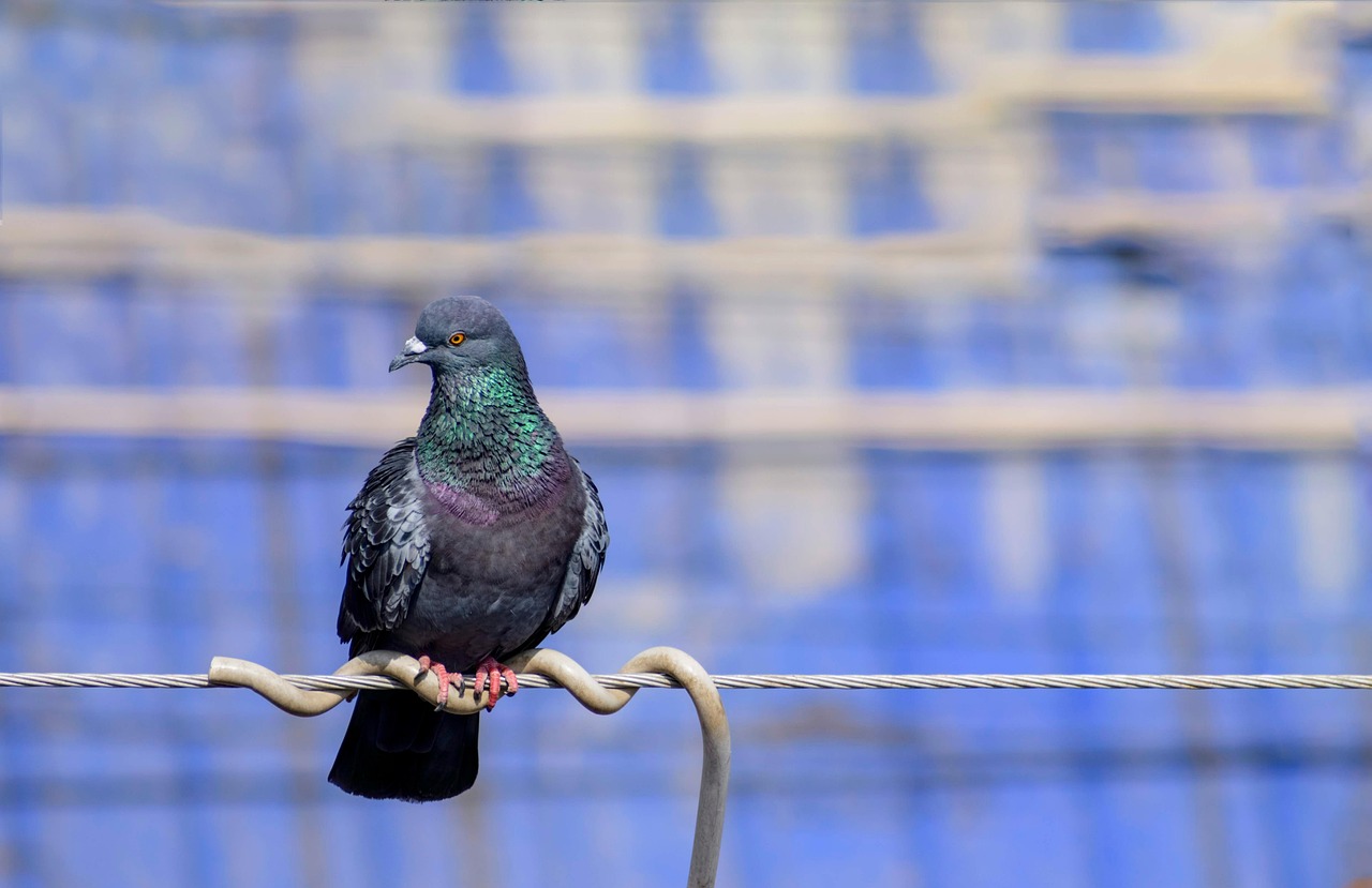 Ultimate Guide to Pigeon Diseases Prevention and Loft Sanitation