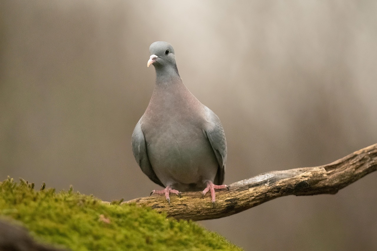 The Ultimate Weekly Preventive Health Program for Pigeons