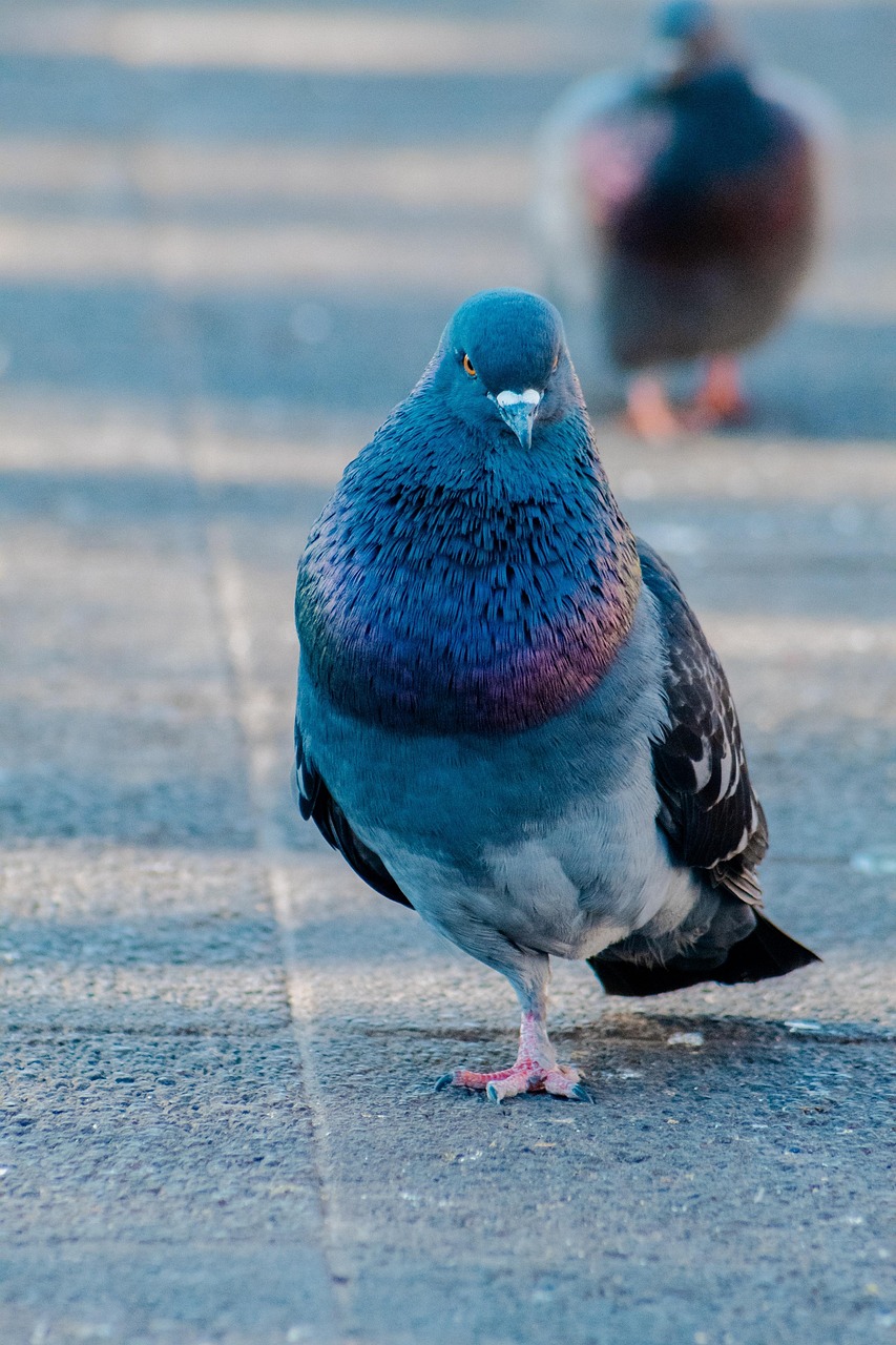 Showcasing Rare Pigeons: Essential Display & Photography Gear