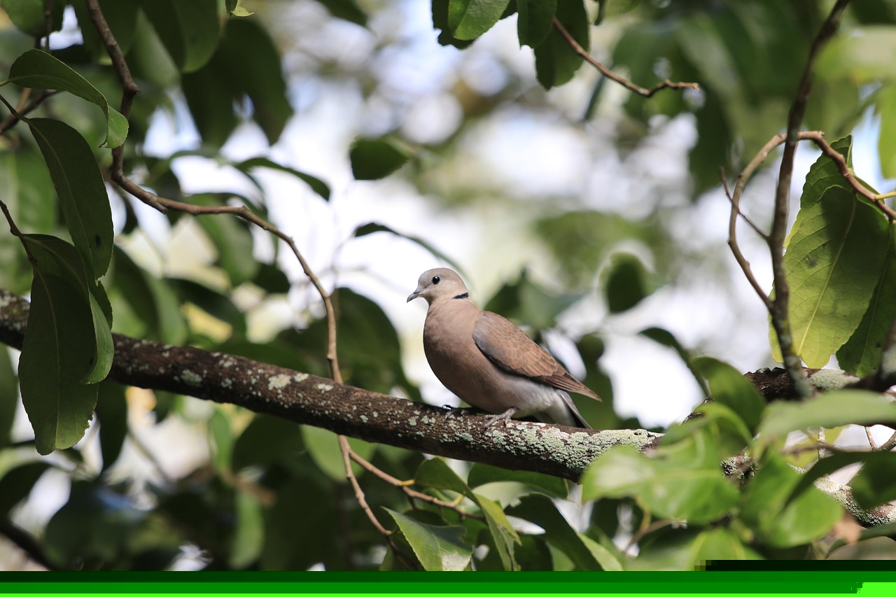 Showcasing Rare Pigeons: Essential Display & Photography Gear