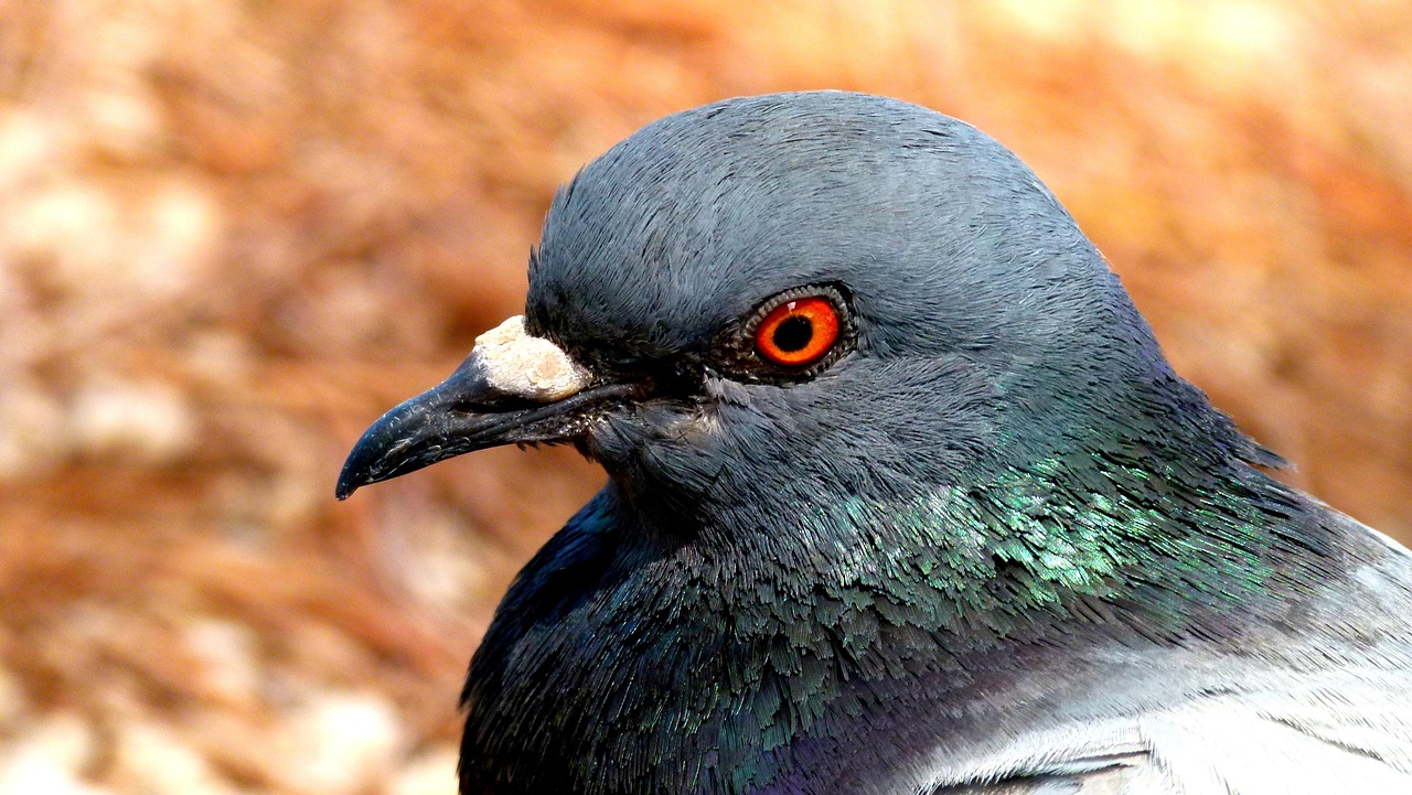 Technical Analysis of GPS Devices in High-Value Pigeon Racing