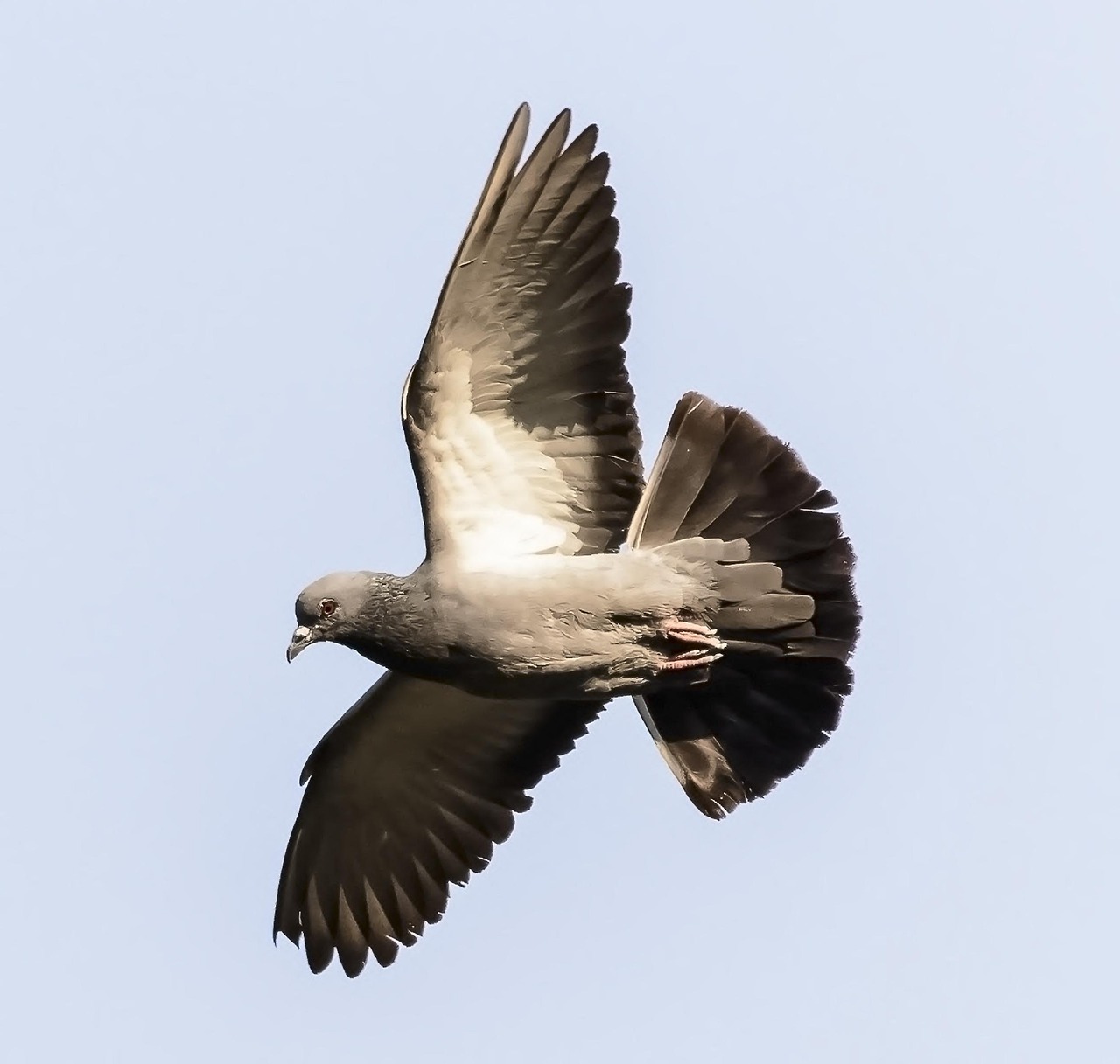 Cest Pharma vs. Kastle: A Scientific Supplement Showdown for Pigeons