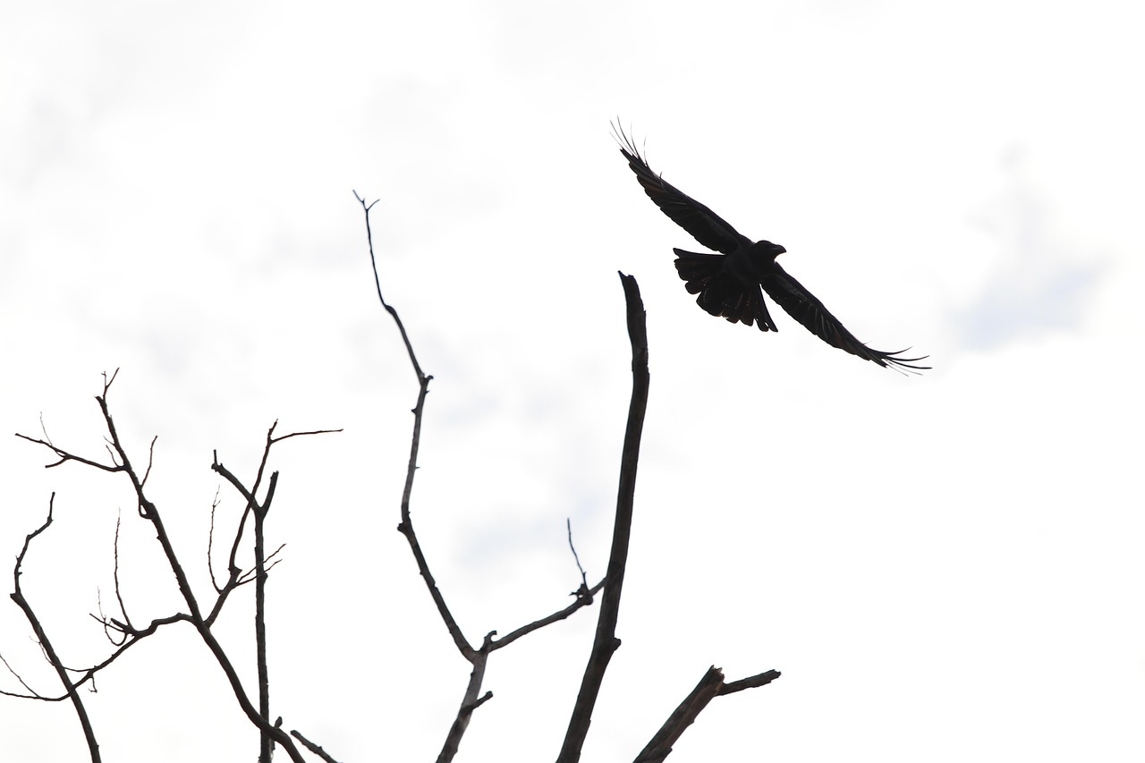 Old German Owl Standards: A Detailed Guide with Arab Market Examples