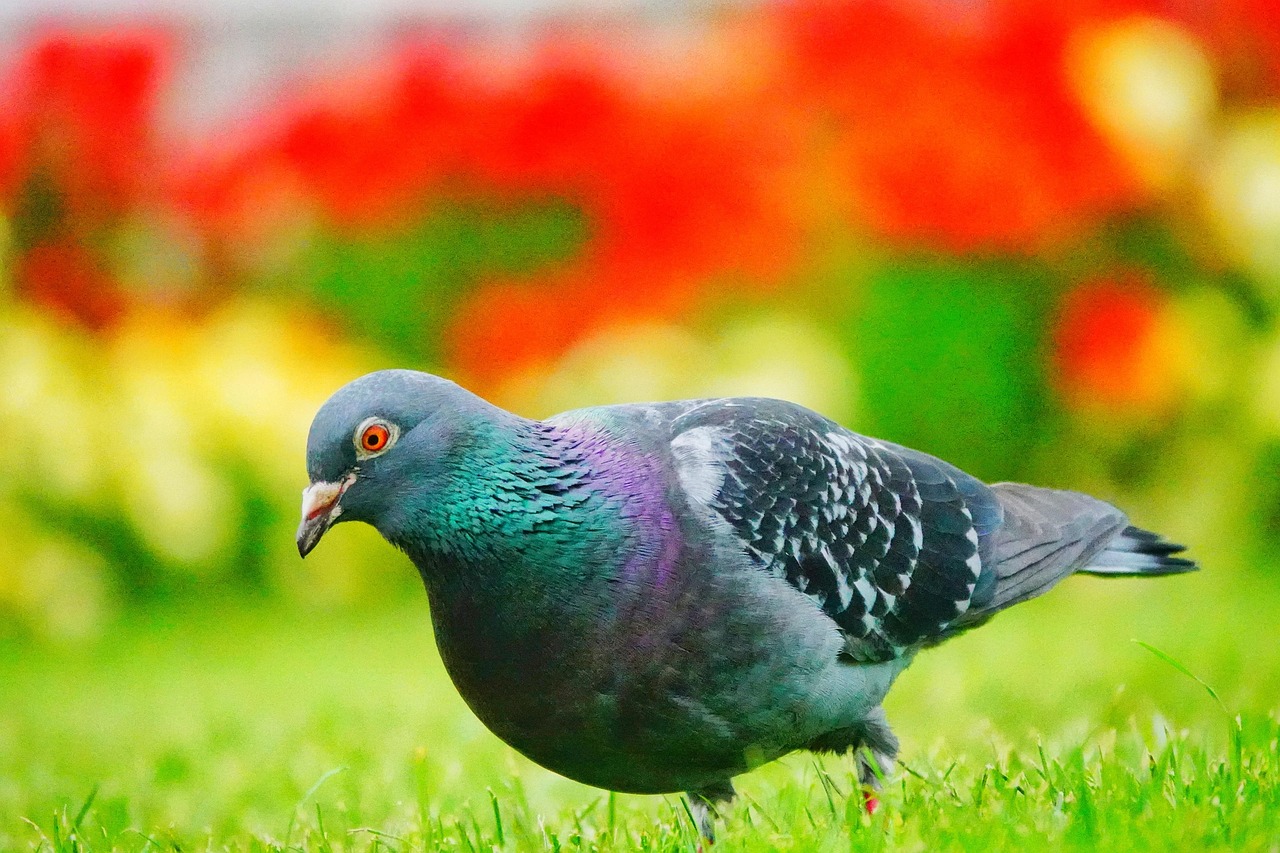 Mastering Racing Pigeon Pricing with Genetic Value Analysis