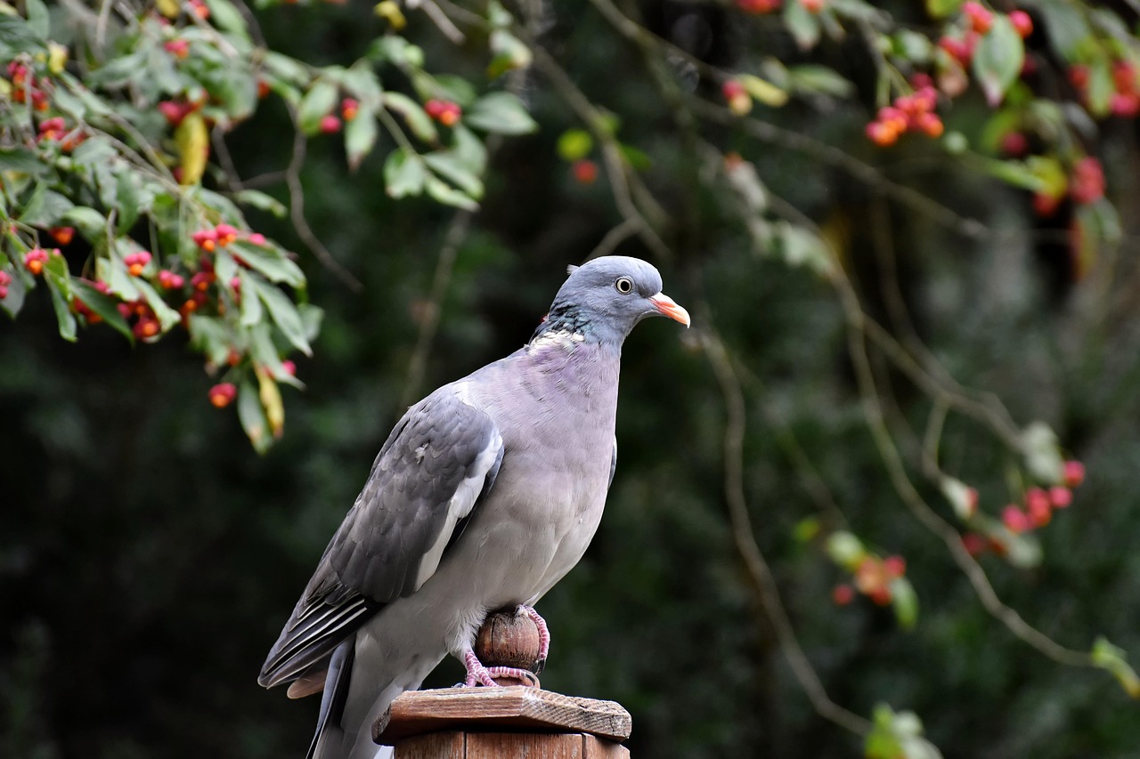 Complete 100km Training Grid for Racing Pigeon Season Success