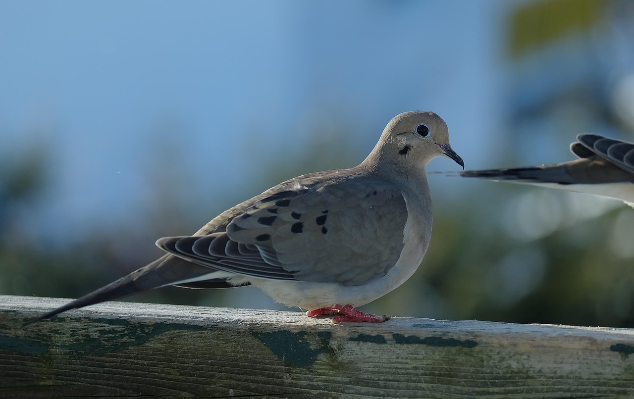 Mastering Pigeon Photography for Superior Show Presentation