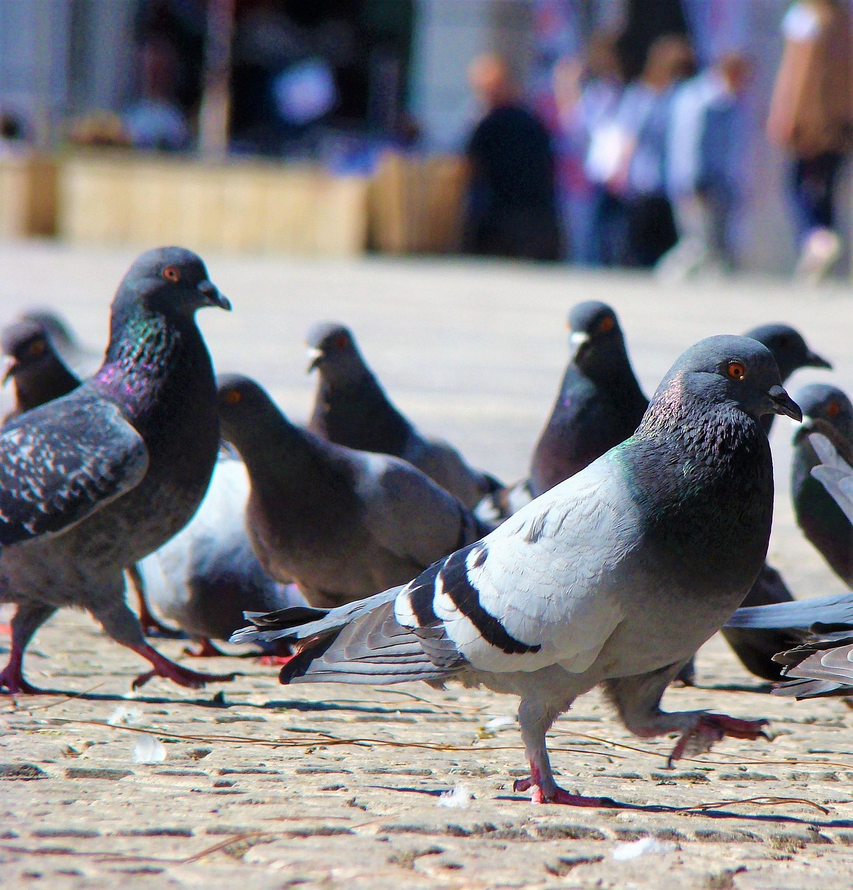 How to Write a Pigeon for Sale Ad That Sells Fast
