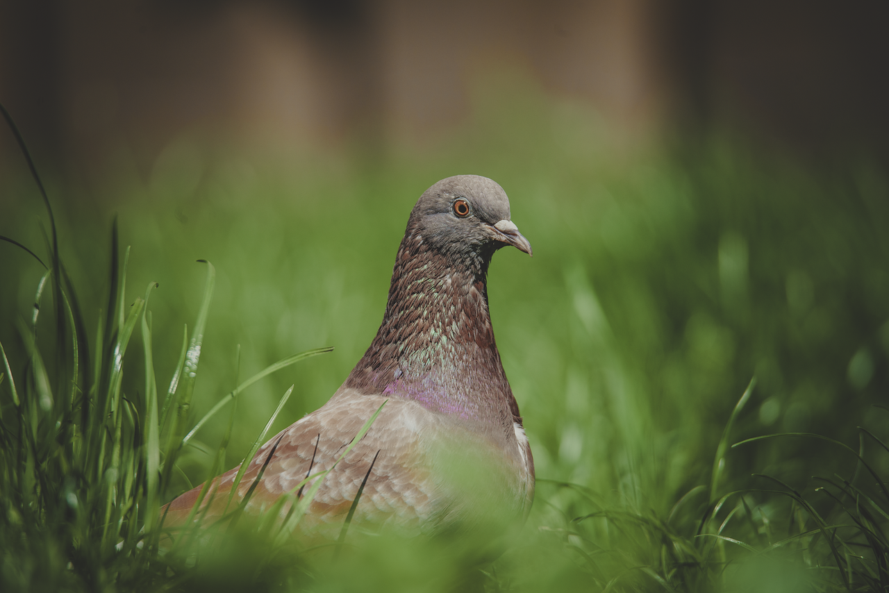 How to Write a Pigeon Sale Ad That Attracts Buyers Fast