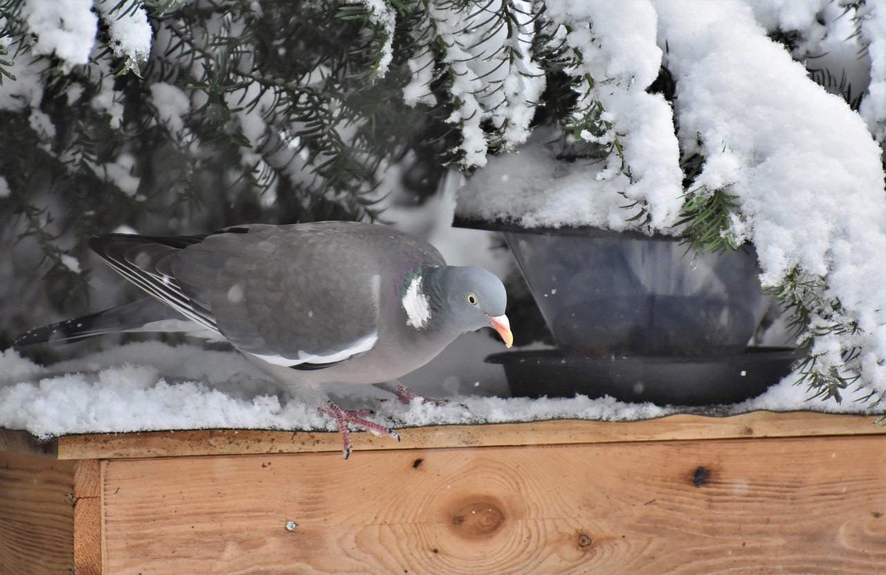 Doubling Fancy Pigeon Value: Shoulder & Frontal Genetics