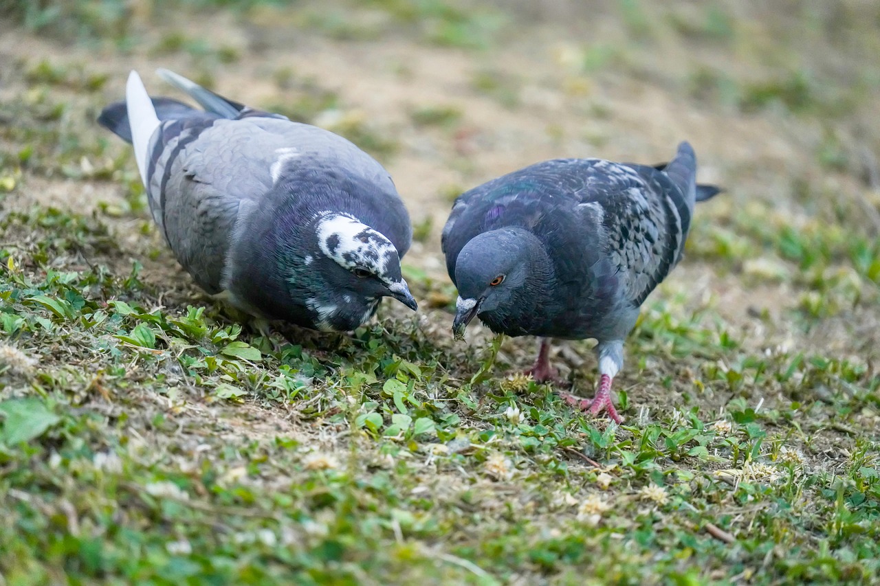 Protect Your Genetic Assets: A Guide to GPS for Pigeon Safety