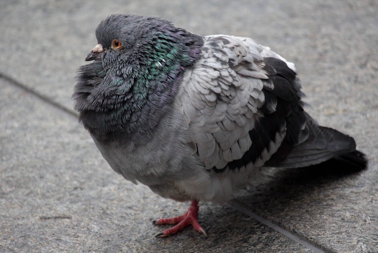 Protect Your Genetic Assets: A Guide to GPS for Pigeon Safety