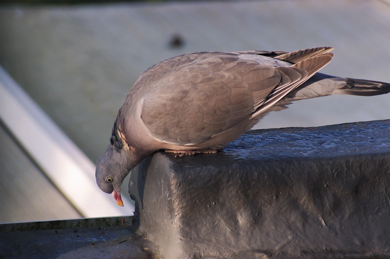 Building Elite Racing Birds with the Widowhood System