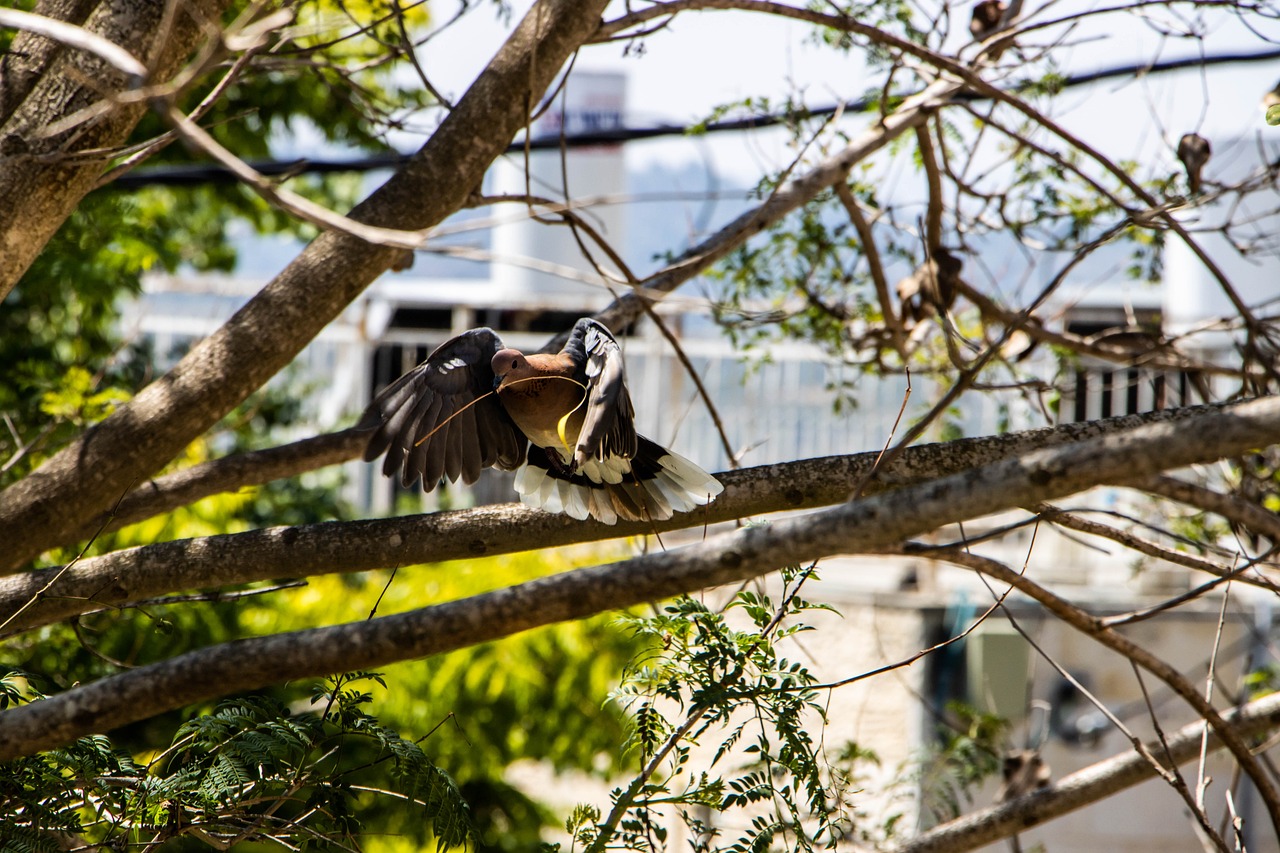 Showcasing Rare Pigeons: Essential Display and Photography Gear