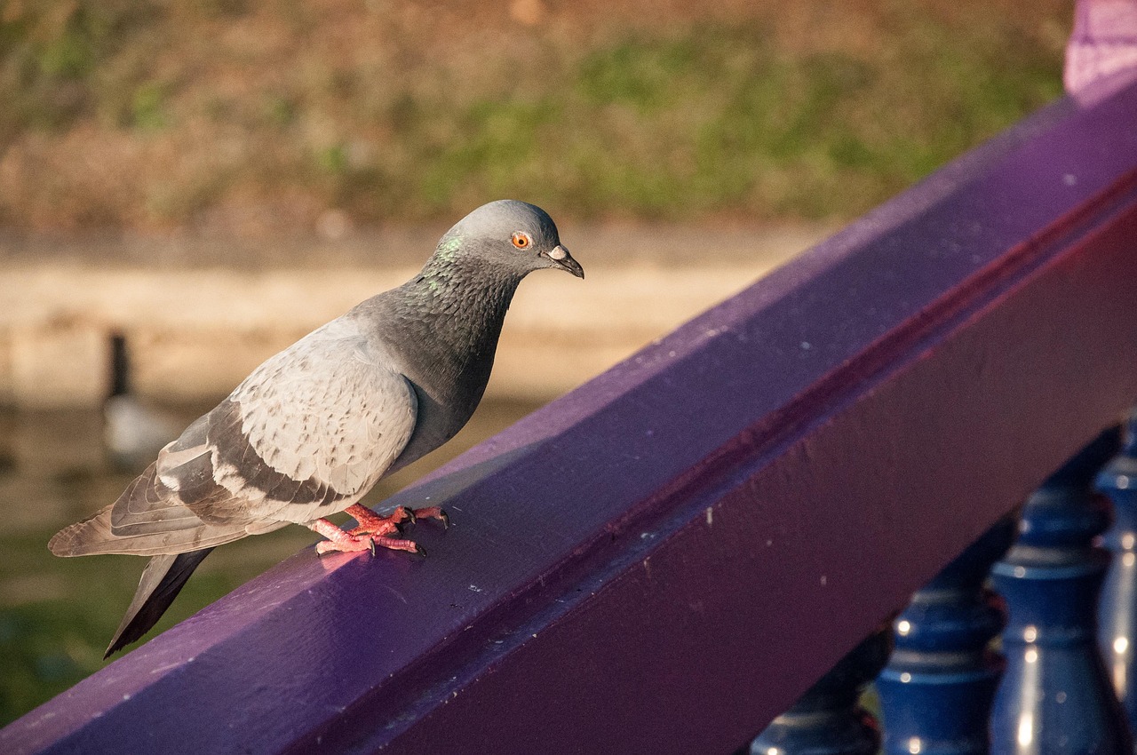 Technical Analysis of GPS Devices in High-Value Pigeon Racing