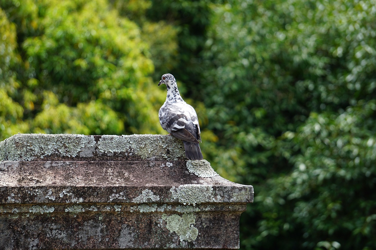 Technical Analysis of GPS Devices in High-Value Pigeon Racing