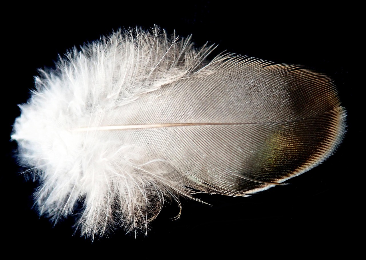 Mastering Racing Pigeon Pricing with Genetic Value Analysis