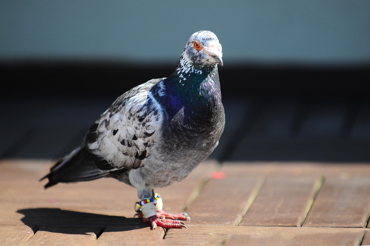 Showcasing Rare Pigeons: Essential Display and Photography Gear