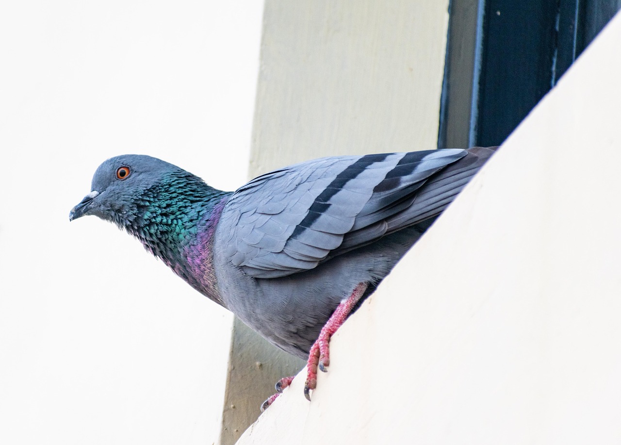 Mastering Racing Pigeon Pricing with Genetic Value Analysis