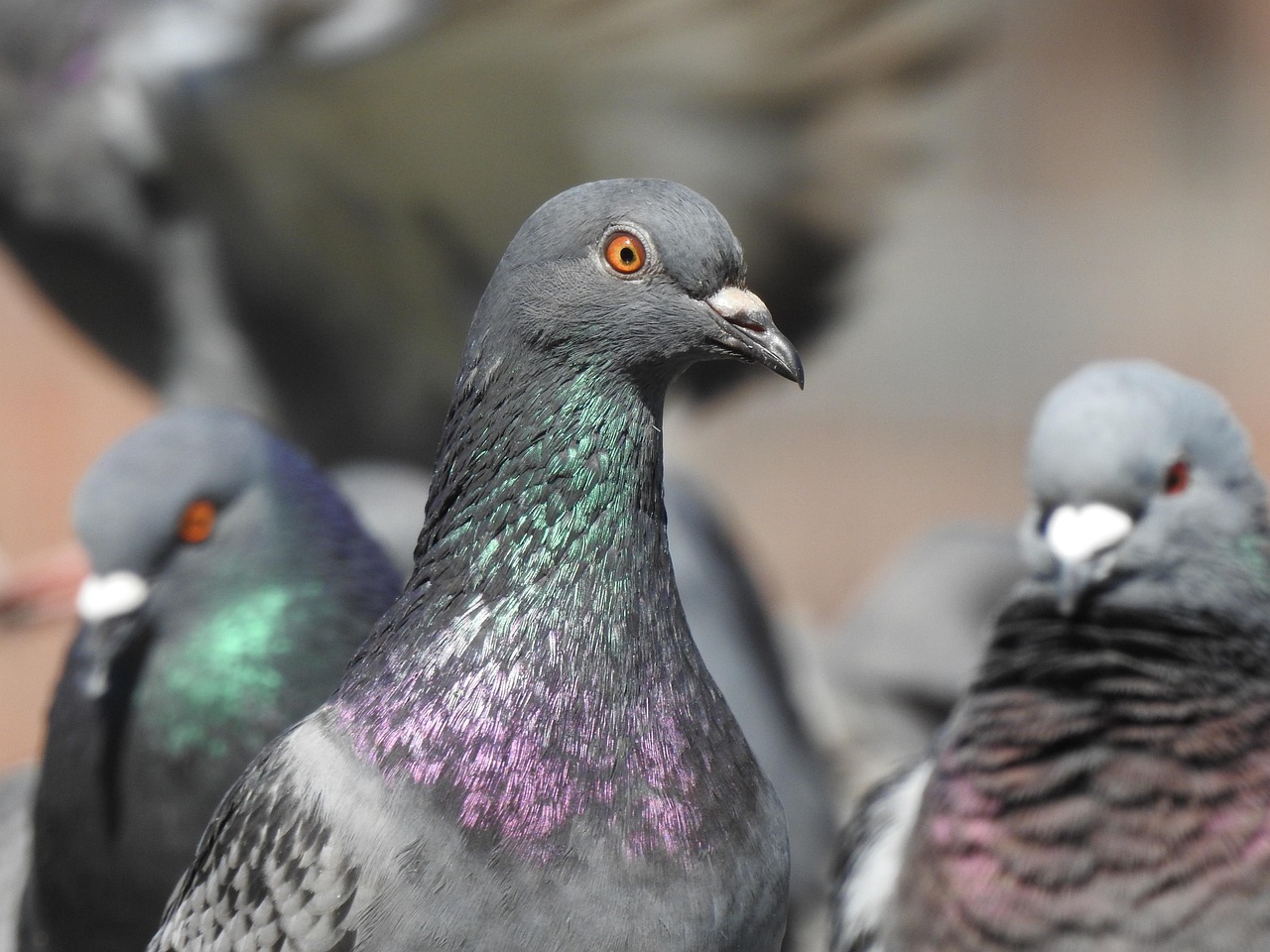Shami Pigeon Guide: Colors, Specs, and Prices