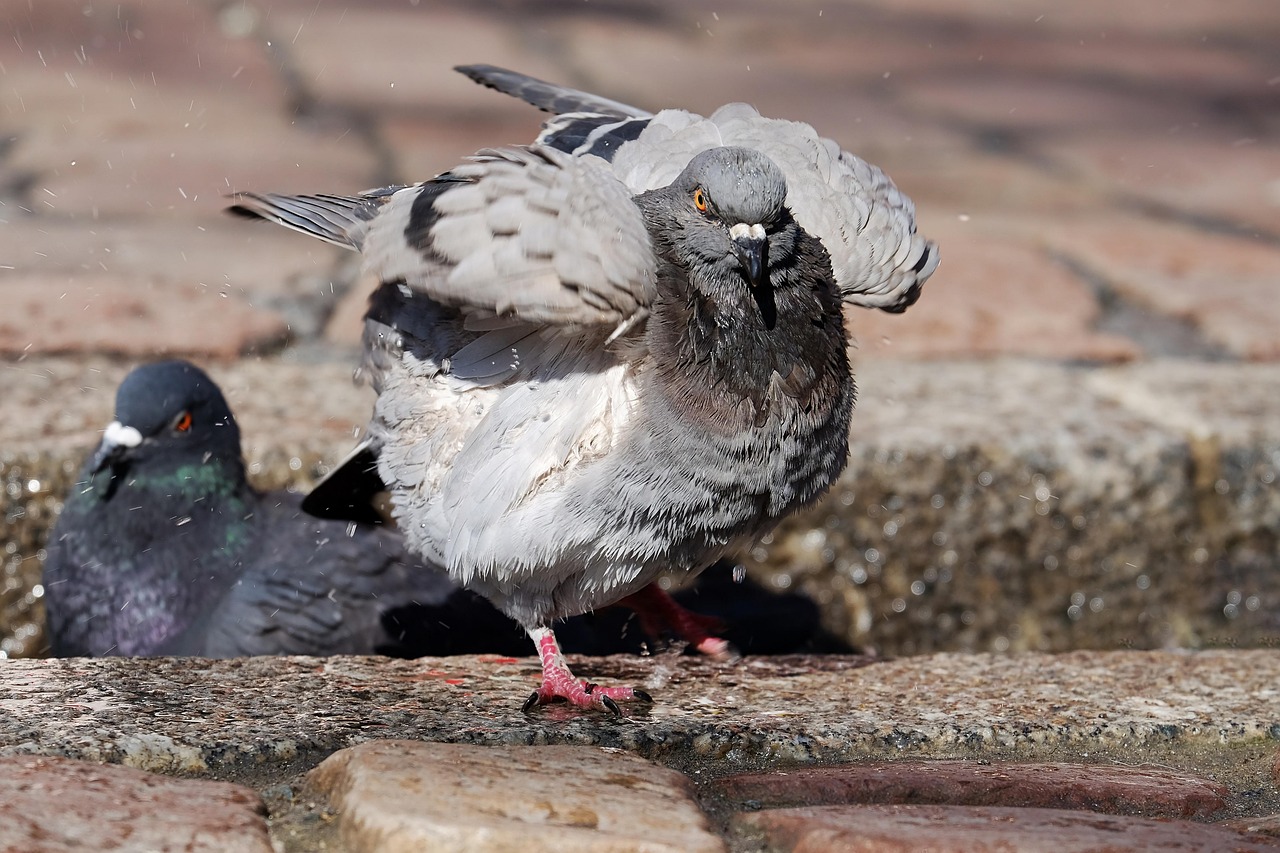 Master Pigeon Photography to Boost Show Presentation Value