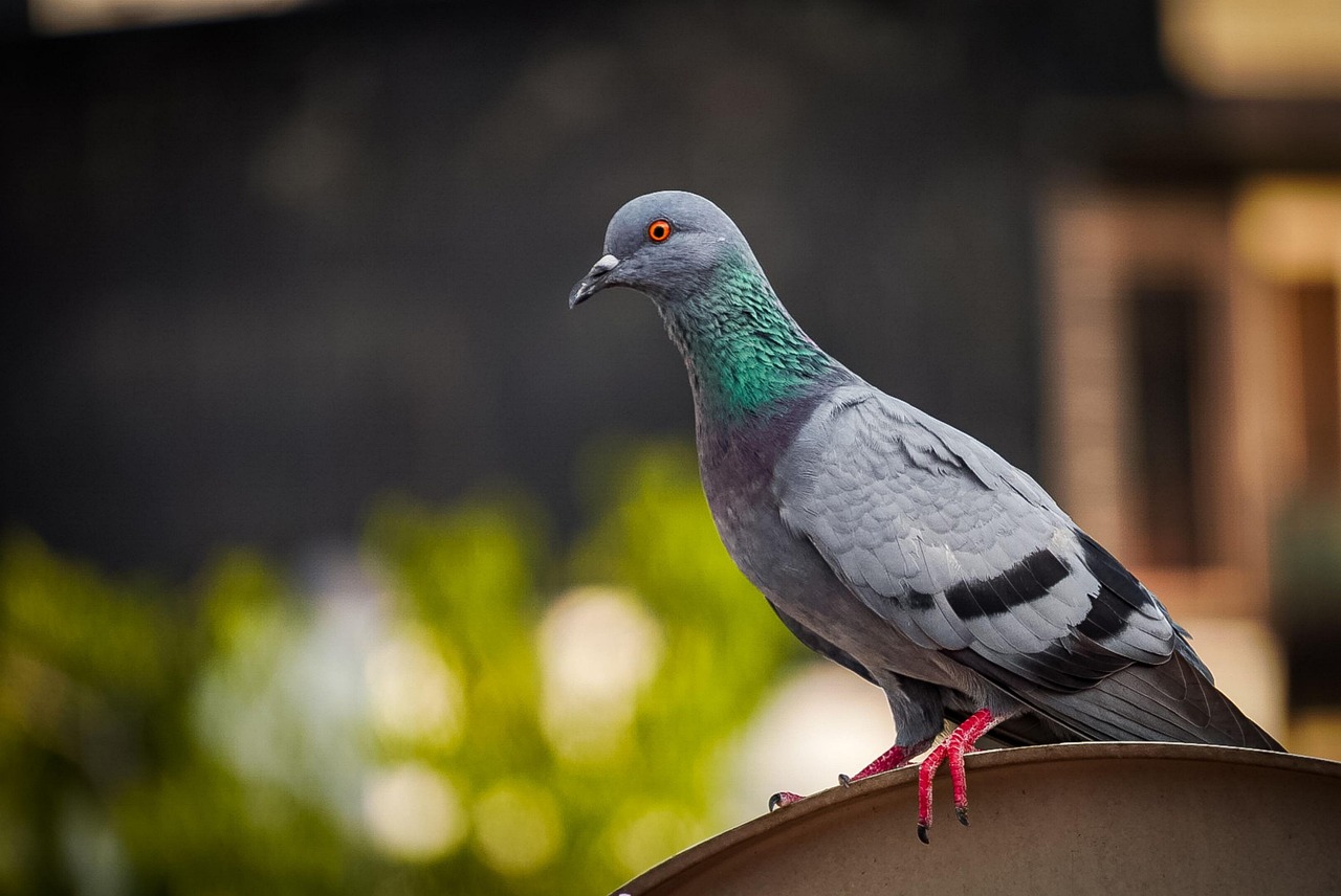 Protect Your Genetic Assets: A Guide to GPS and Insurance for Racing Pigeons