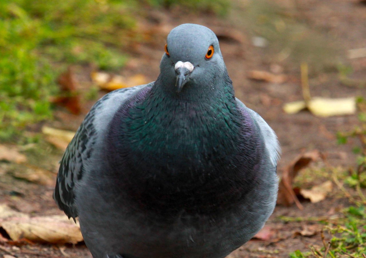 How GPS Data Analytics is Revolutionizing Pigeon Racing Performance