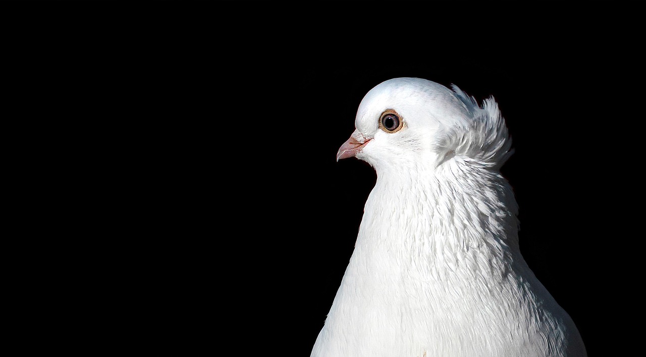 Mastering Fancy Pigeon Breeding: Best Pairing Methods for Excellence