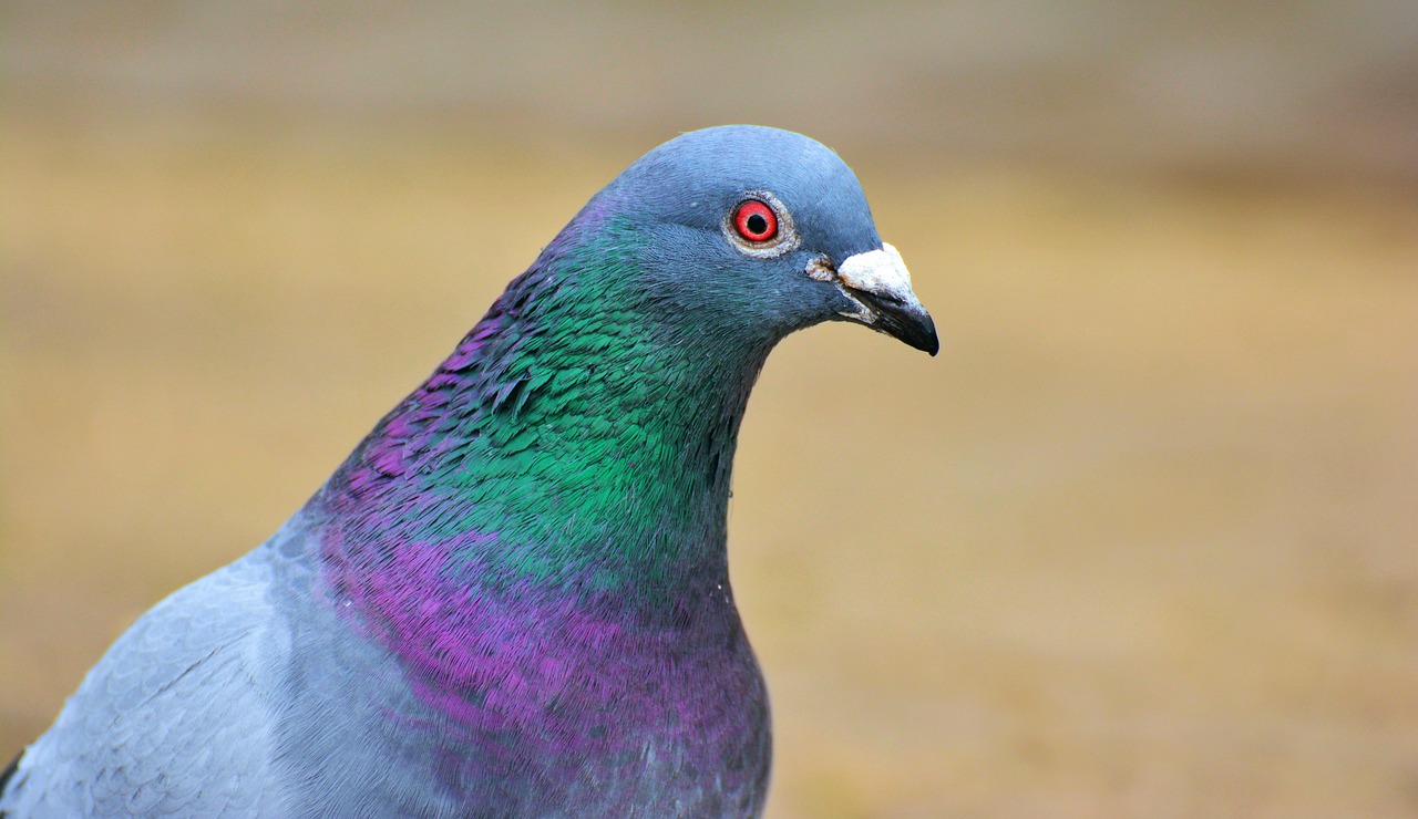 Master Pigeon Photography to Boost Market Value