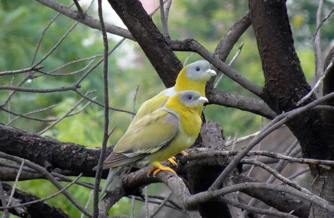Mastering the Darkness System for Young Birds Conditioning