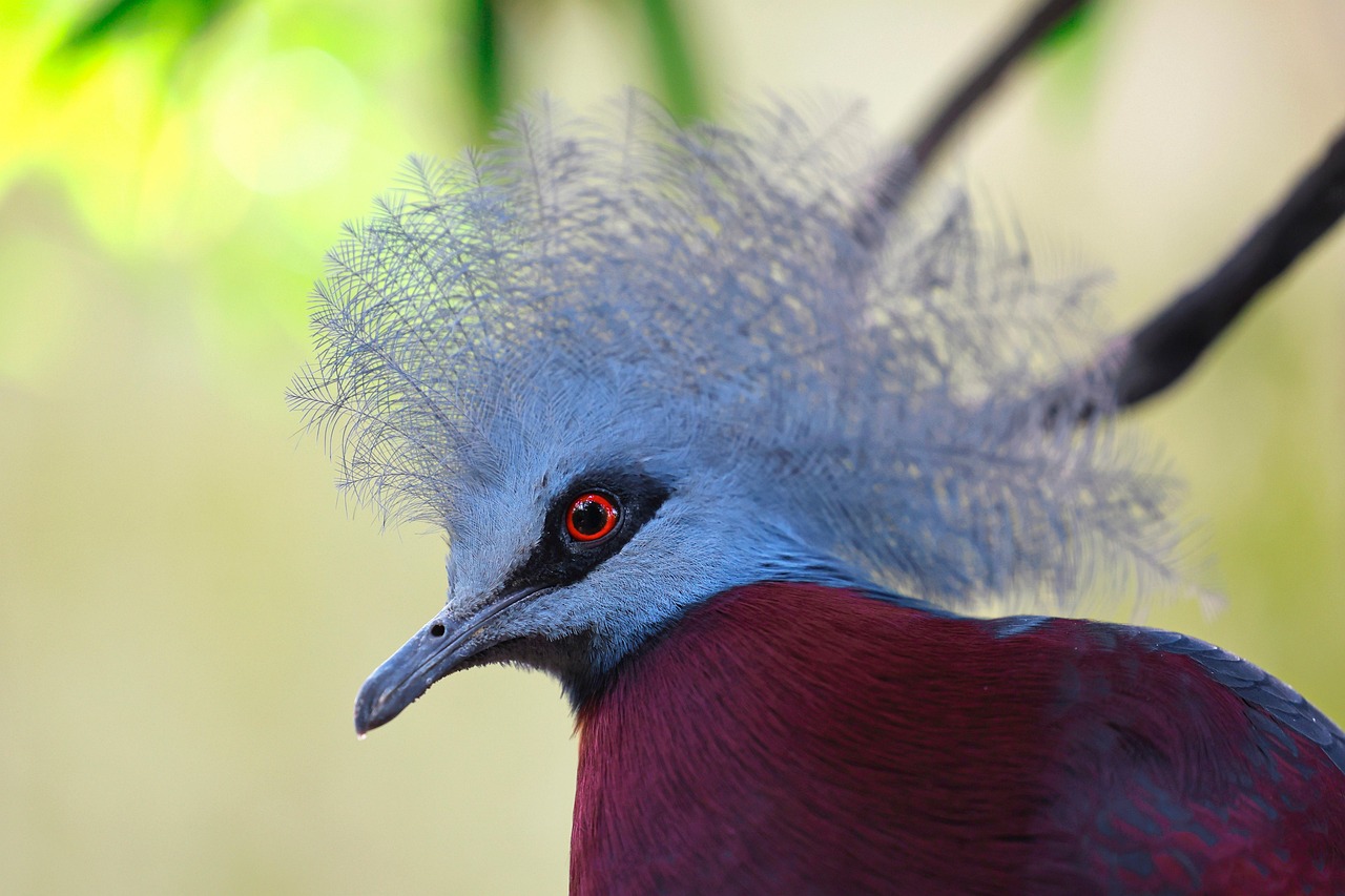 European Professional Nutrition for Racing Pigeons with Röhnfried