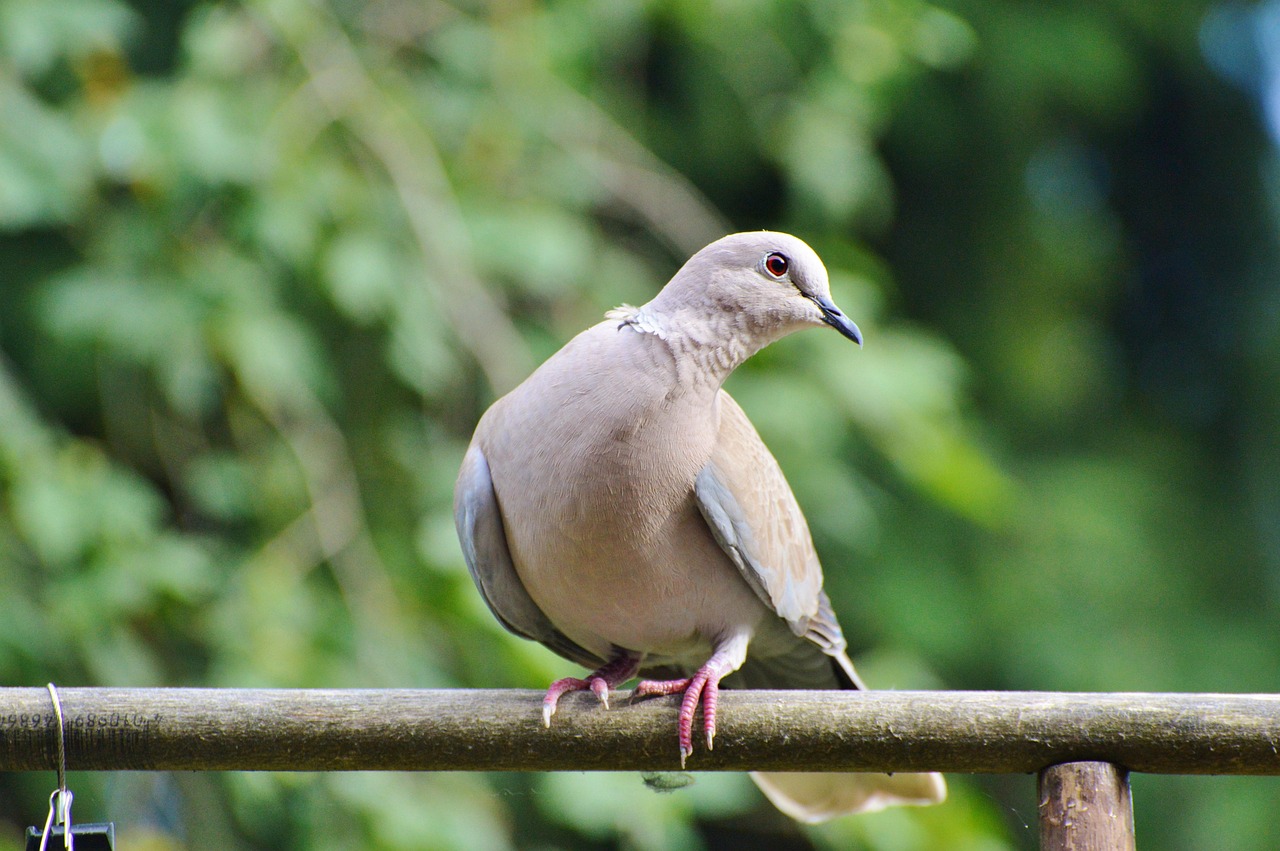 Aluspray for Pigeon Wound Care: A Complete Guide