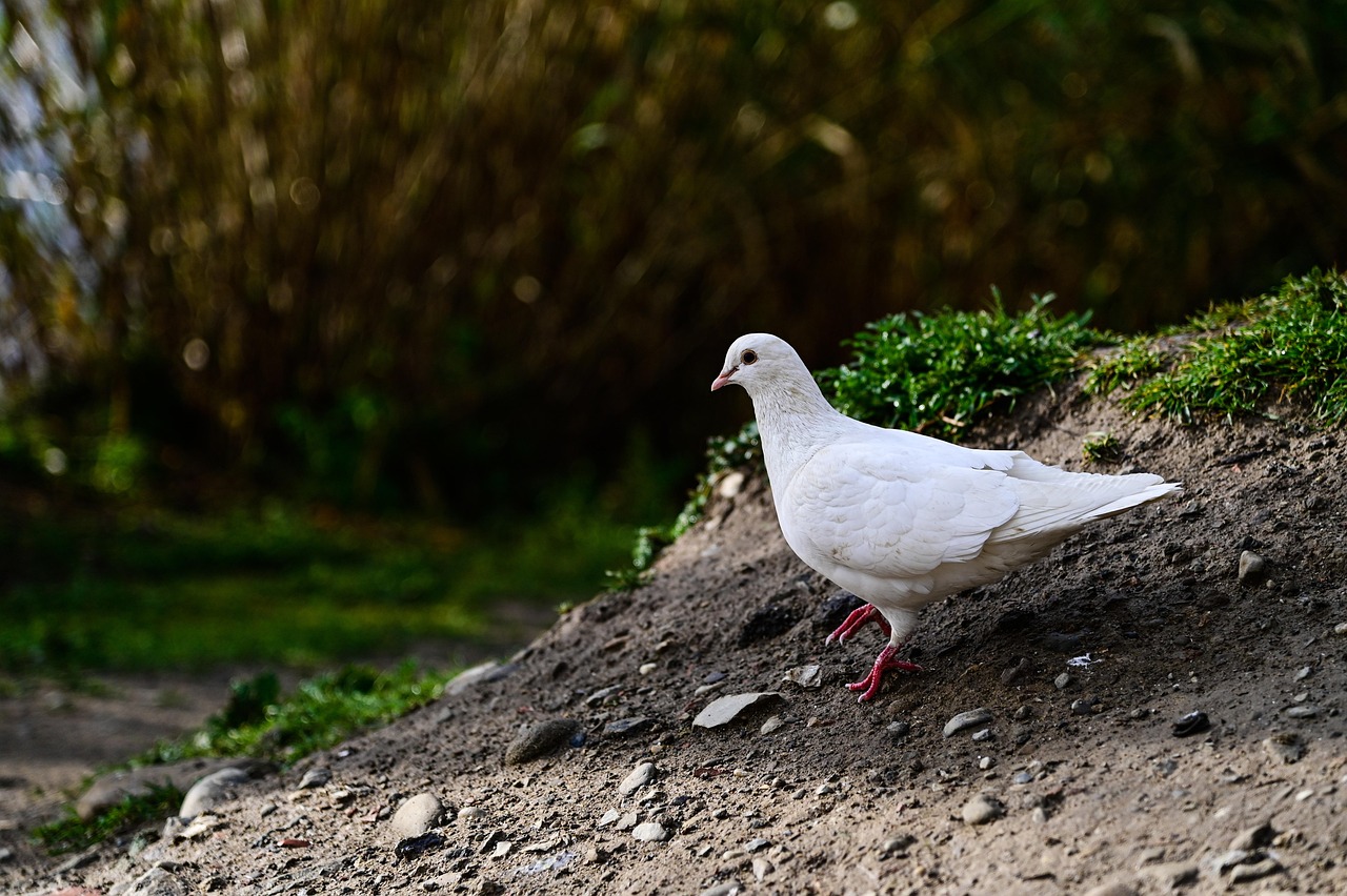 Technical Analysis of GPS Devices in High-Value Pigeon Racing