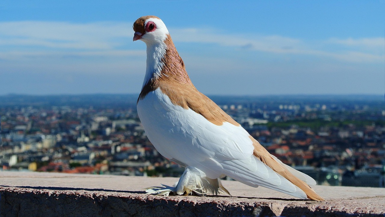 Technical Analysis of GPS Devices in High-Value Pigeon Racing