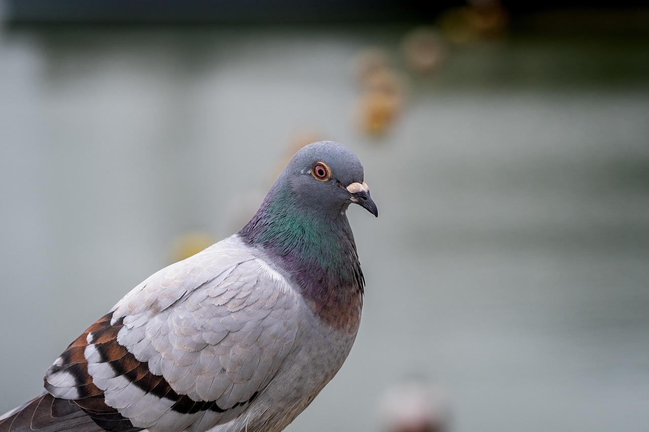 How GPS Data Analytics is Revolutionizing Pigeon Racing Performance