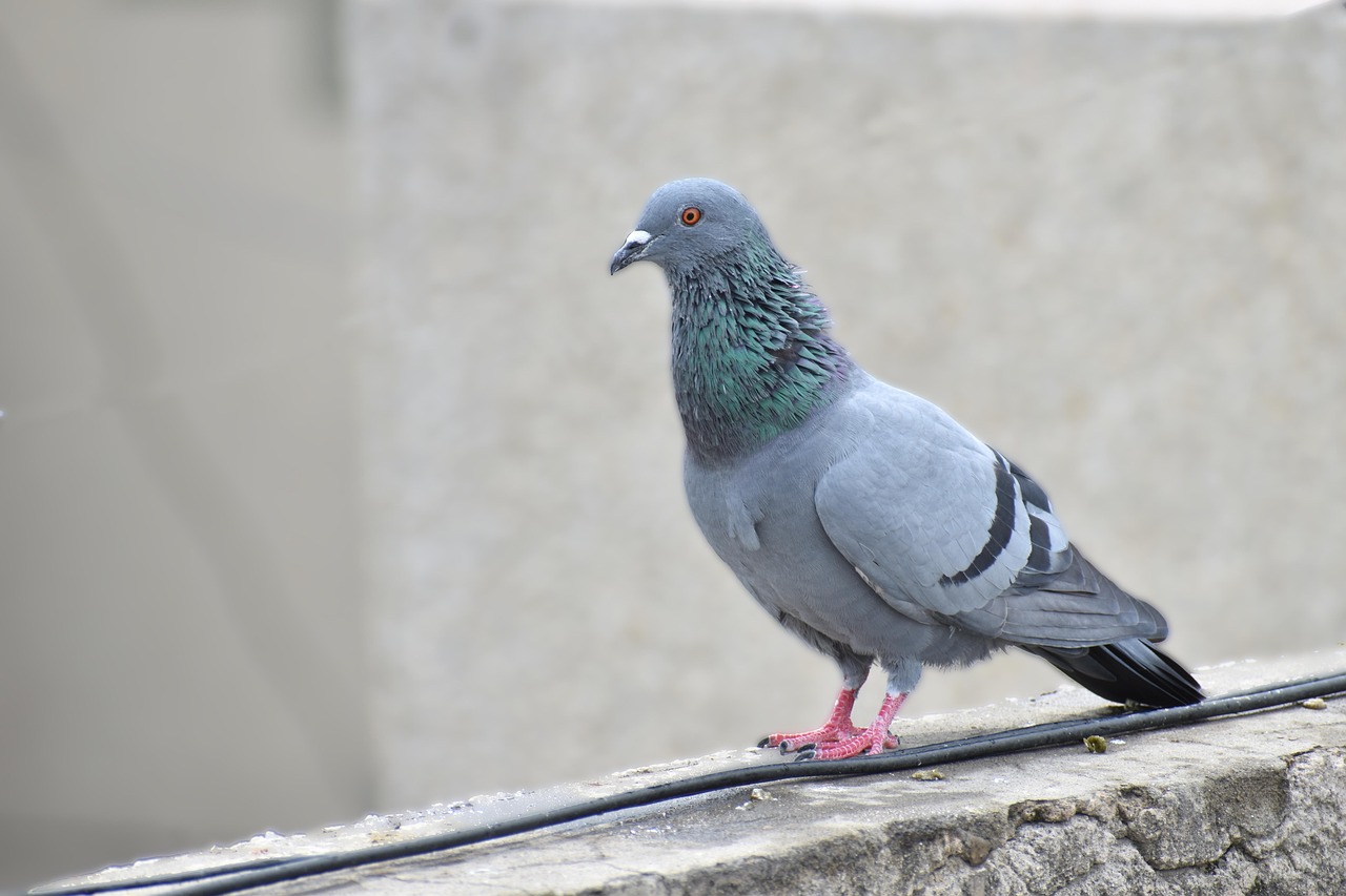 King Pigeon Traits: High Demand in the Gulf Market