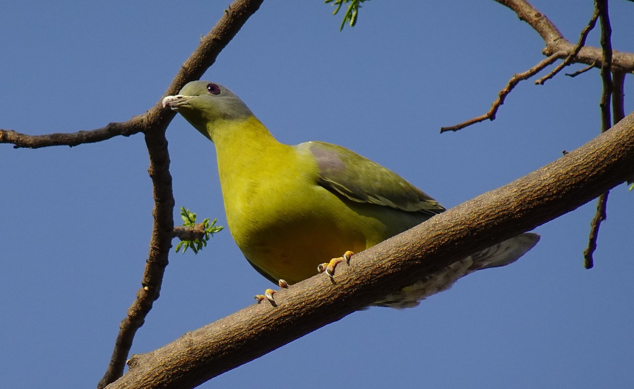 King Pigeon Traits: High Demand in the Gulf Market
