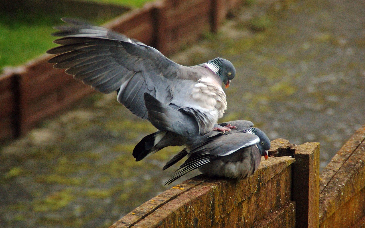 The Ultimate Protocol for Preventing Common Pigeon Diseases