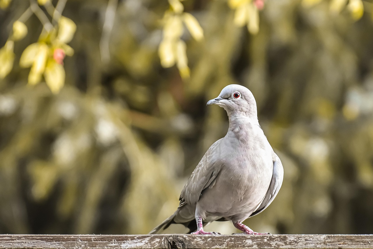 The Ultimate Weekly Preventive Health Program for Pigeons