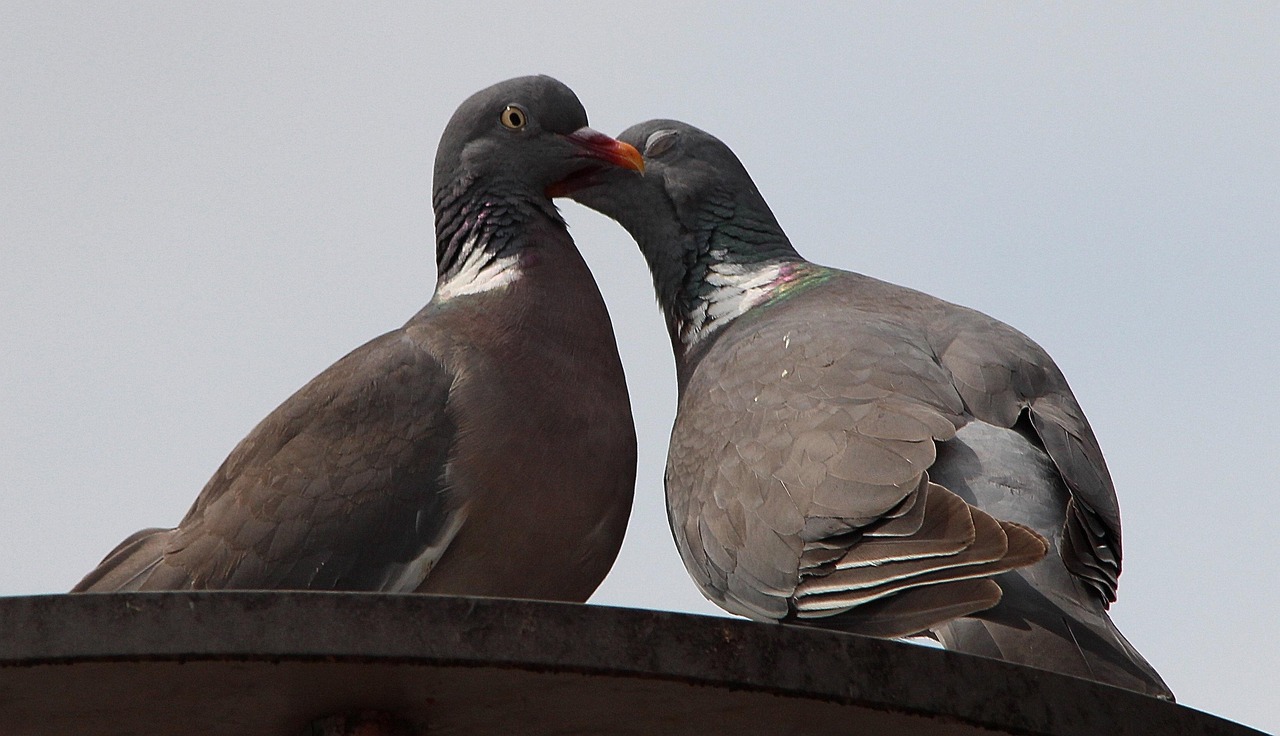 Showcasing Rare Pigeons: Essential Display and Photography Gear