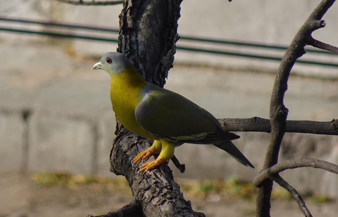 Mastering Racing Pigeon Pricing with Genetic Value Analysis