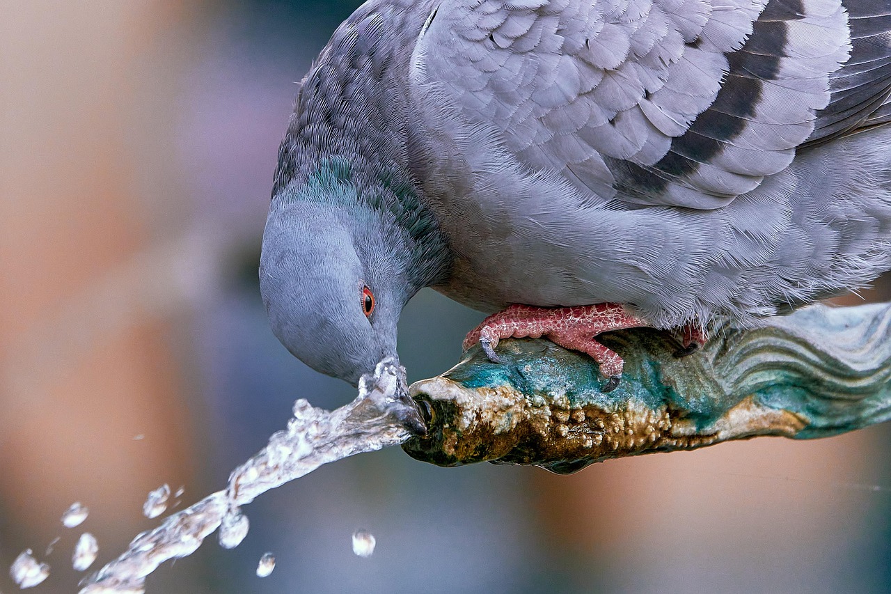 Showcasing Rare Pigeons: Essential Display and Photography Gear