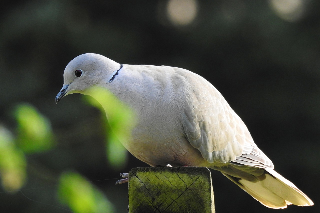 معايير Old German Owl بالتفصيل مع أمثلة من السوق العربي