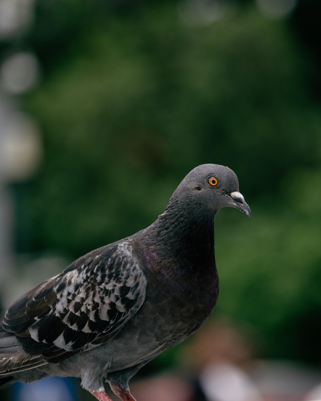 Old German Owl Standards: A Detailed Guide with Arab Market Examples