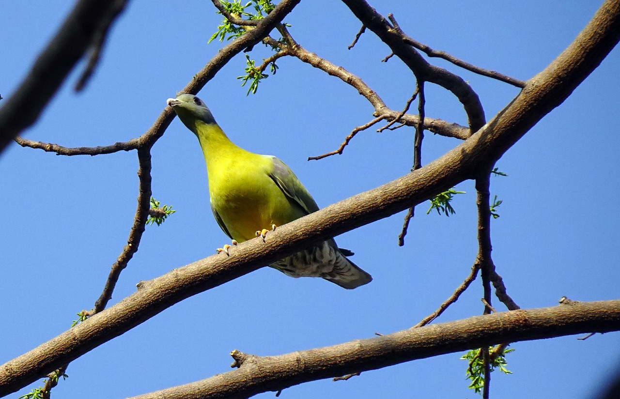 Aluspray for Pigeon Wound Care: A Complete Guide